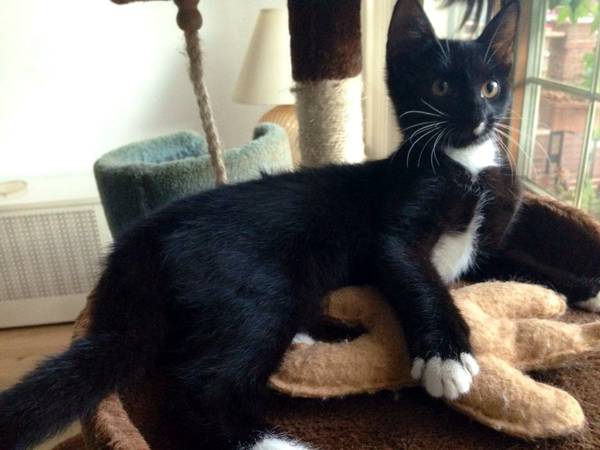 Izzy the sweet, sweet kitten (Bensonhurst)